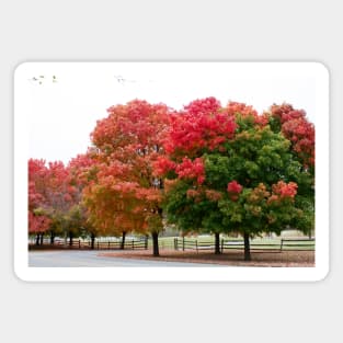 Fall autumn trees changing leaves Magnet